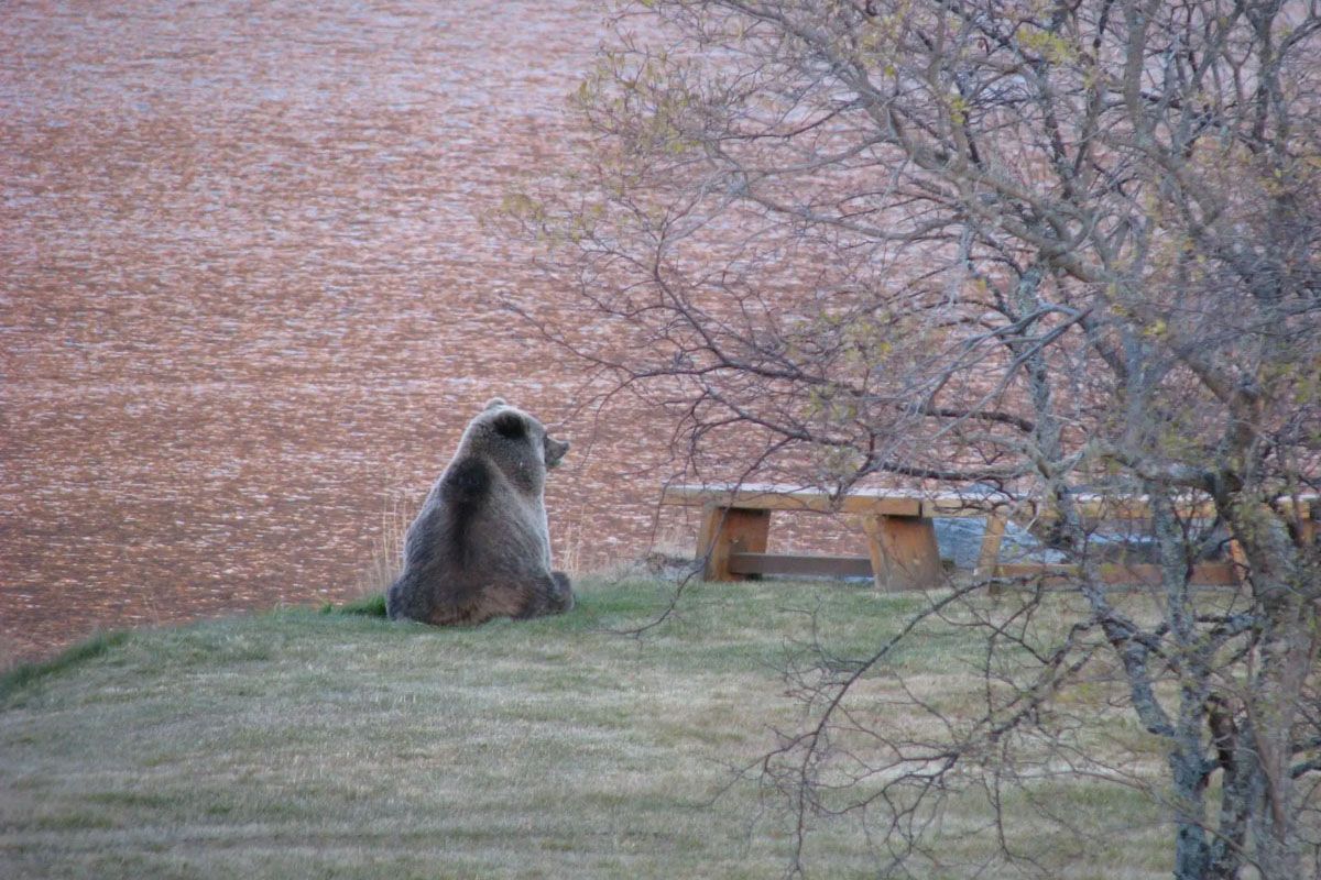 Big Kodiak Brown Bear by bench