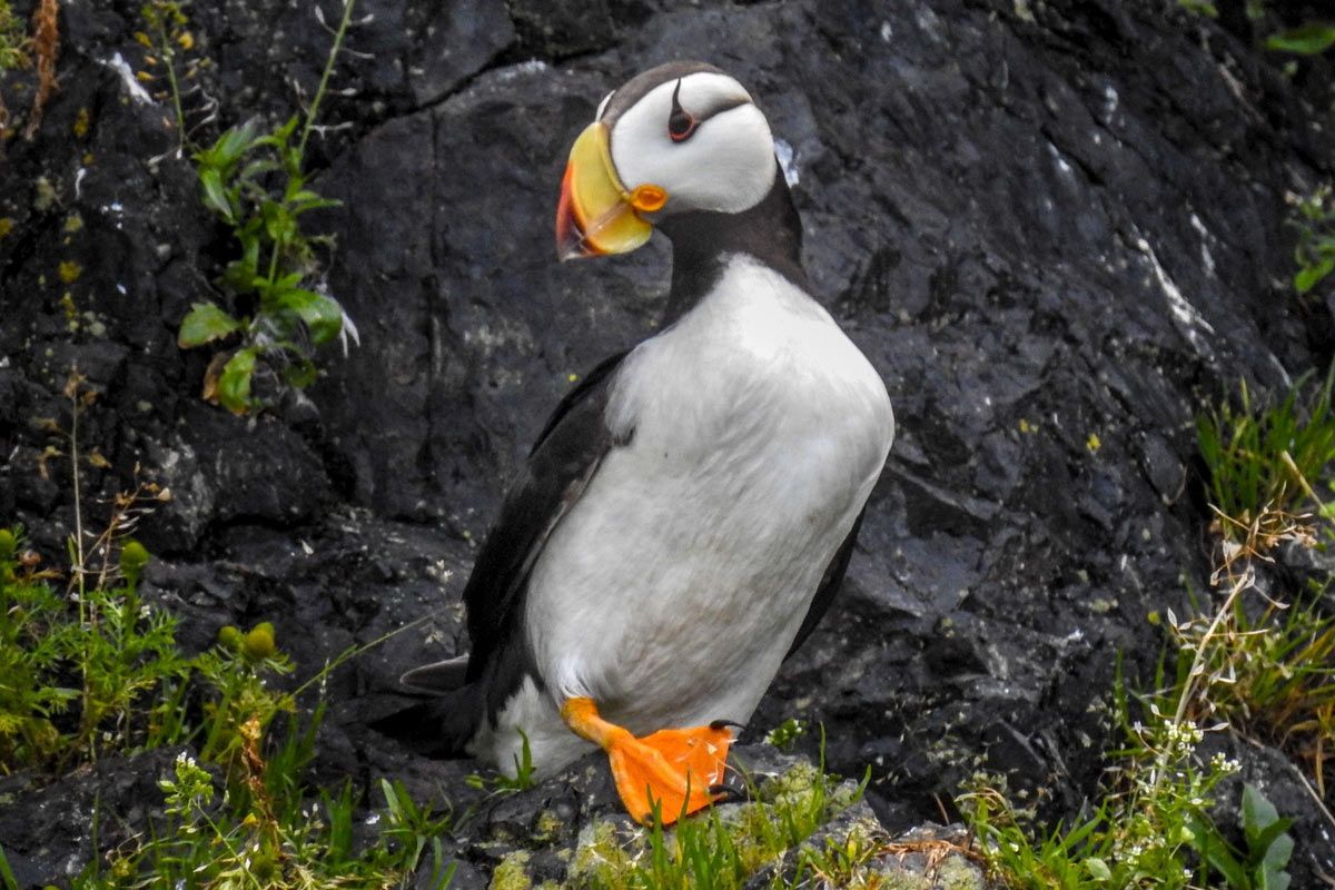 Alaska Puffin
