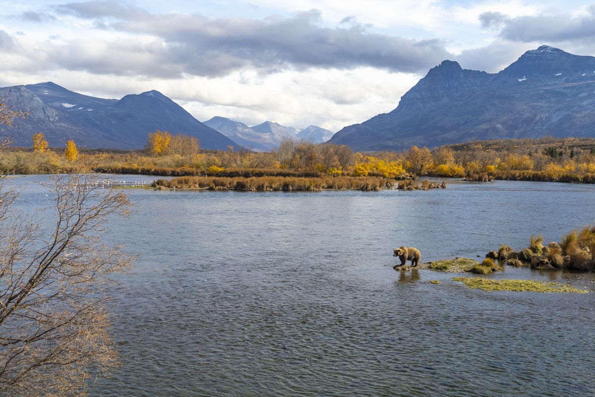 Bear Viewing Katmai