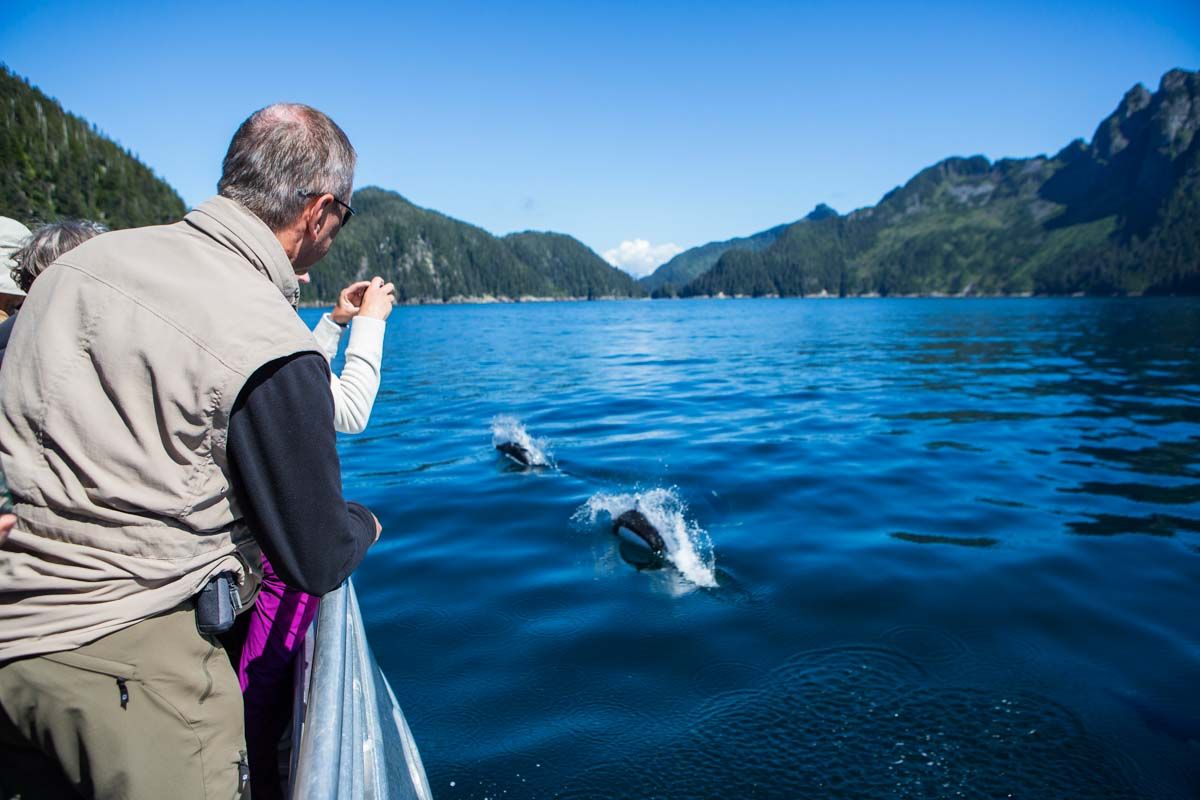 Dolphins Kenai Fjords National Park