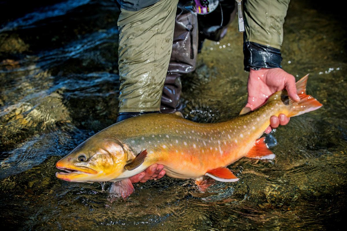 Alaska Char in spawning colors