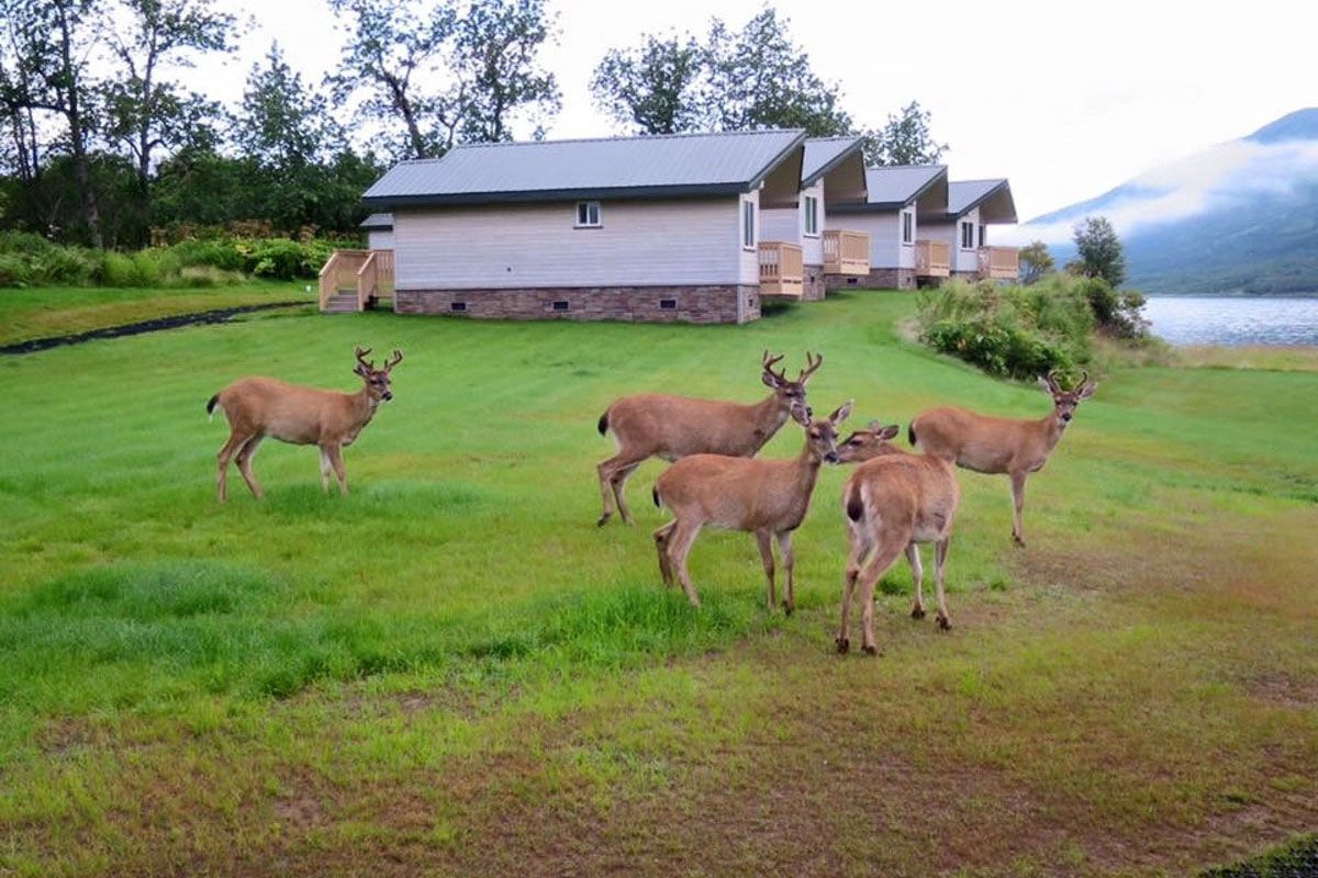 Sitka Deer on the lawn of Kodiak Brown Bear Center