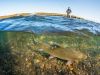 Underwater photo of Alaska char and angler