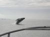 Humpback whale breaching in Alaska