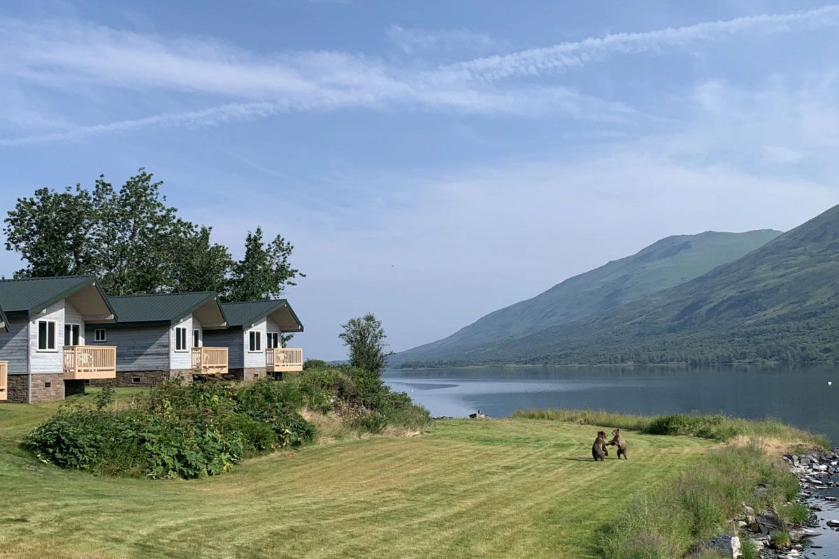 Kodiak Brown Bear on lawn of Kodiak Brown Bear Center