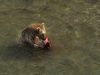 Alaska Bear Viewing Lodge