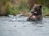 Alaska brown bear eating a sockeye salmon