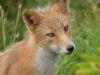 Fox on Kodiak Island