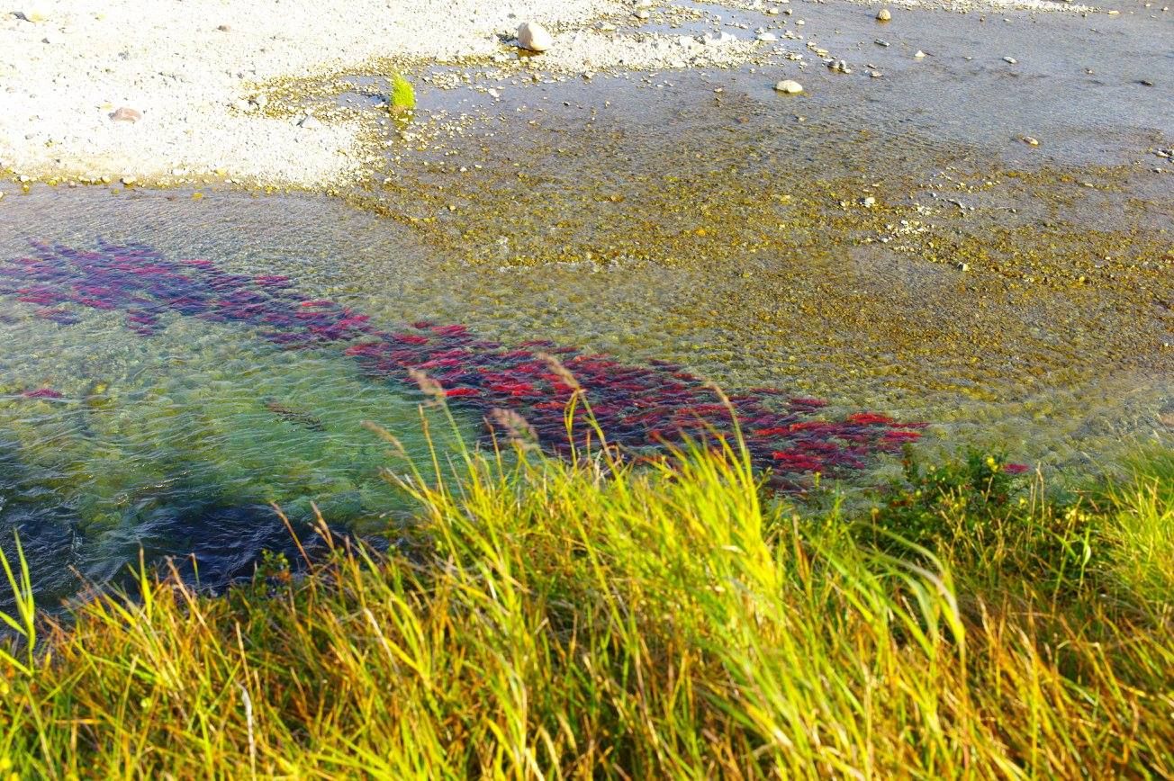Sockeye salmon in spawning colors