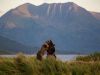 Kodiak Brown Bears Fighting