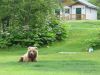 Kodiak Brown Bear Relaxing on the lawn of Kodiak Brown Bear Center
