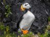 Alaska Puffin