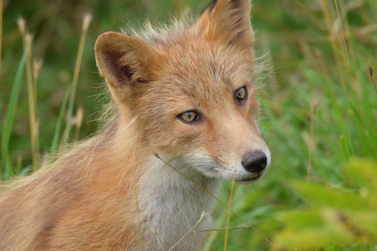 Fox on Kodiak Island