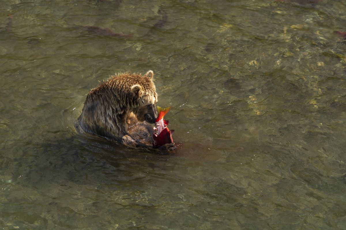 Alaska Bear Viewing Lodge