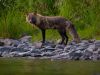 Kodiak Island fox