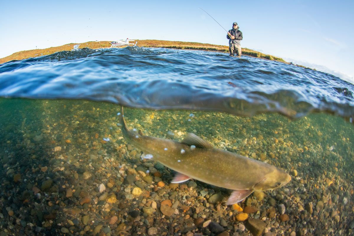 Underwater photo of Alaska char and angler