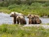 Bear Viewing Lodge Alaska National Park